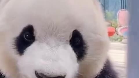 Cute panda 🐼🐻