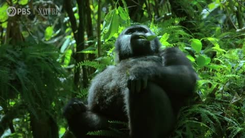 Did You Know Gorillas Can Sing_