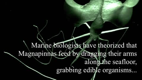 Magnapinna Squids - Deepsea Oddities