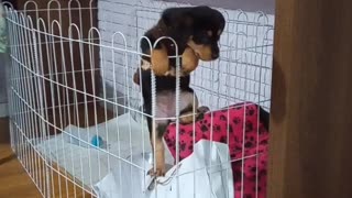 New Puppy Climbs Over Playpen