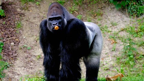 Has Human DNA 10 facts about Gorillas