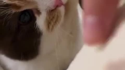 Cute cat 🐈 trending video