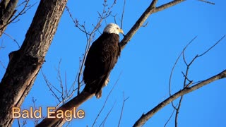 Bird Sounds Part One