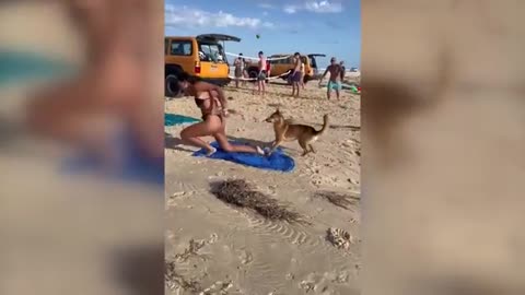 Australia: Dingo bites sunbathing tourist in Queensland #dingo