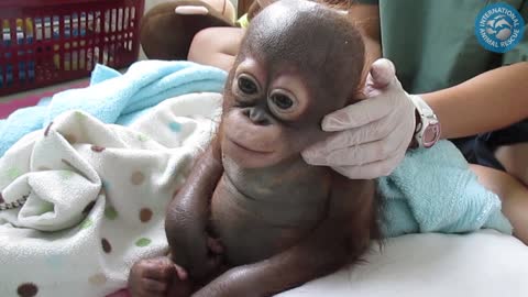 Crying baby orangutan receives loving care after suffering year of neglect