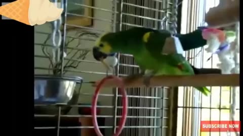 Funny Birds and Talking Parrots Compilation #20 - Funniest Videos Ever