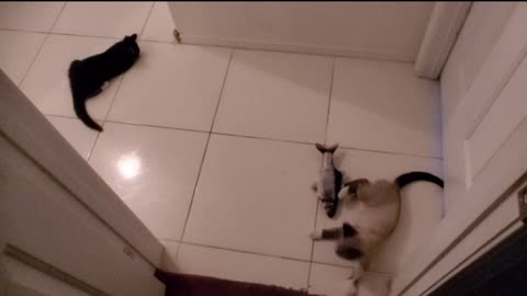 Kittens Attack Fish Toy in the Hall