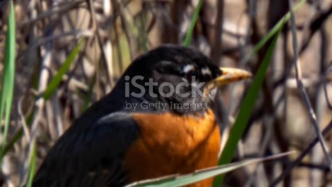 5 Facts About American Robin