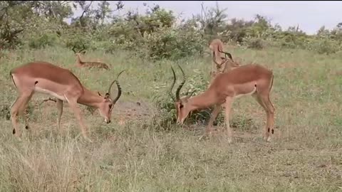 Deer Fighting in jungle