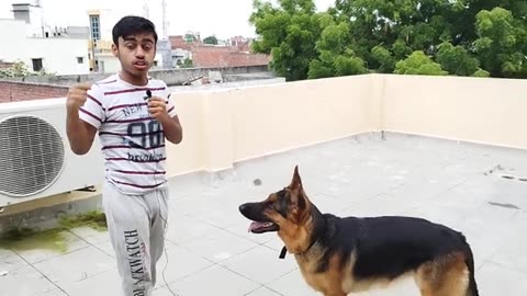 Dog training video