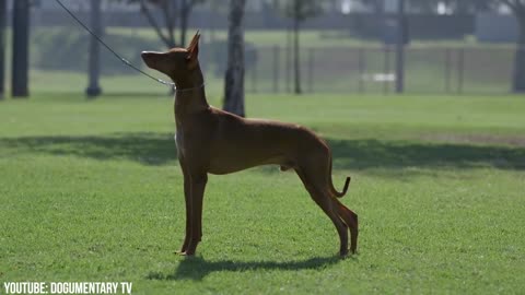 15 Most Expensive Dogs in the World well trained