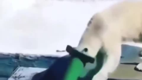 Amazing Polar Bear Encounter: Watch as a Polar Bear Takes on a Street Barrier