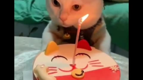 Happy birthday meoww