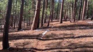 Hiking Through Ponderosa Pine City – Whychus Creek – Central Oregon