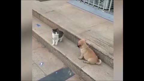 Cat VS Dog Funny Animal Videos #shorts