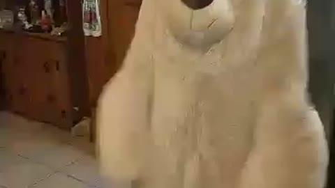 Bear-ing Around the Kitchen