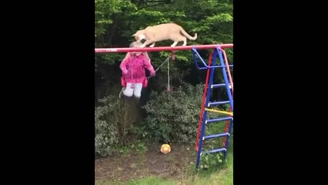 Best Funny Animals 🤣🤣 😂 Funniest Cats and Dogs Videos 😂😺🐶