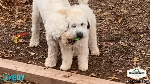 Dogs Play Fight Over a Ball, a breakdown