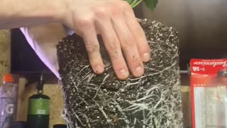 Transplanting the jagger med grow!!!