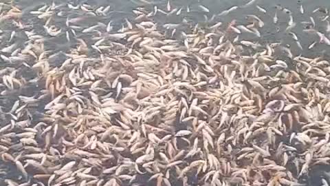 Feeding 5k Tilapia fish