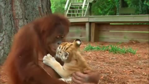 Orangutan Caring For Tiger Cubs