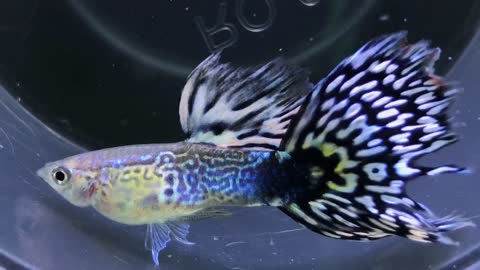Guppy Fish. I.D snake Skin white mosaic tail
