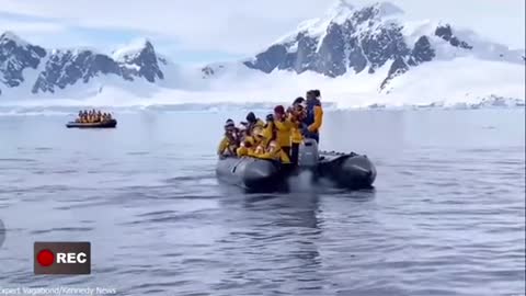 Penguin “HOPS”on Tourist Boat While Getting Chased by Killer Whales