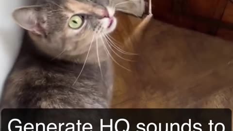 Sounds that attract cats - Meow to make cats come to you