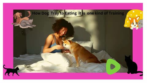 How Dog tray to eat