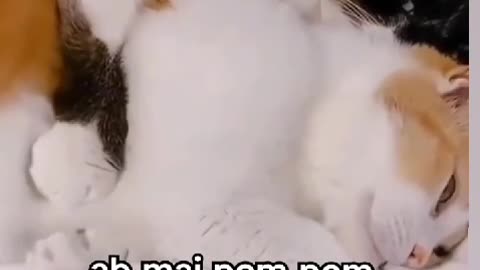 Cute Cat video
