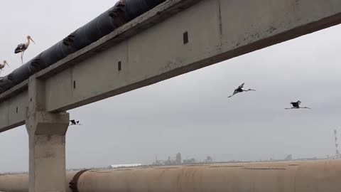 Sea birds making a row on the land pipeline