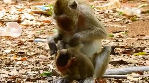 TOTALLY B-L-I-N-D BABY MONKEY (VIGO) ABUSED & TORTURED BY OWN MOTHER!!!!!