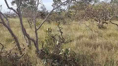 COMO É O CERRADO DO BRASIL ? / HOW IS THE CERRADO OF BRAZIL? /