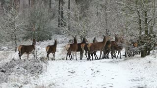deer in the snow carfs troupeau