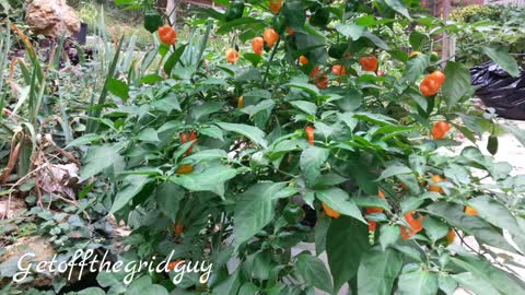 Pepper Plants - Growing Pepper plants over the years - All My Pepper Plants
