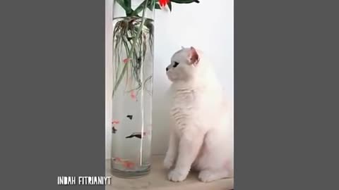 Top funny cats moment 😘🤗😍 || TRY NOT TO LAUGH