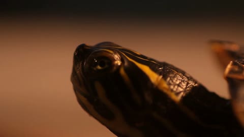 Macro shot of a small turtle pushing his head forward