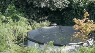 Pigeon Has Lucky Escape While Resting on a Pool