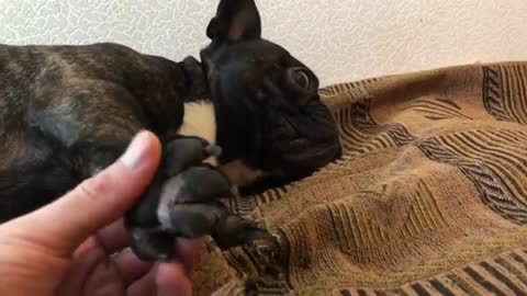 French bulldog bites his owner