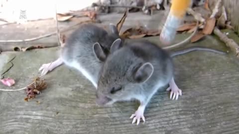 Cute Mouse Videos - Funny Mice Compilation NEW