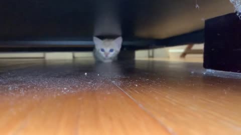 Smol orange cat under a bed