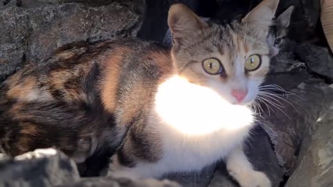 Poor mother cat hiding in the cliffs to protect her Kittens.