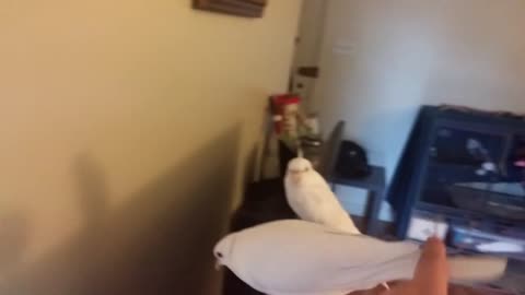 Pidge shows her dove love to her cockatiel boyfriend