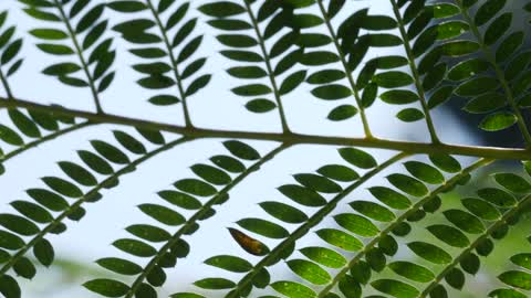 Close up of tree branches