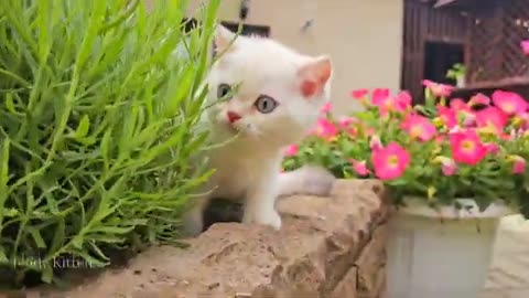 Kittens Gadget and Chip went outside for the first time 🌸