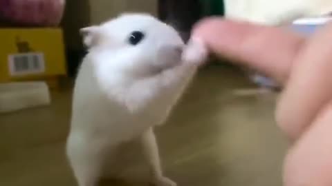 Dancing with hamster 🐹