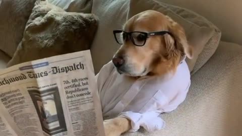 This pup knows how to stay informed in style, with their very own newspaper sofa! 🗞️🐶🛋️