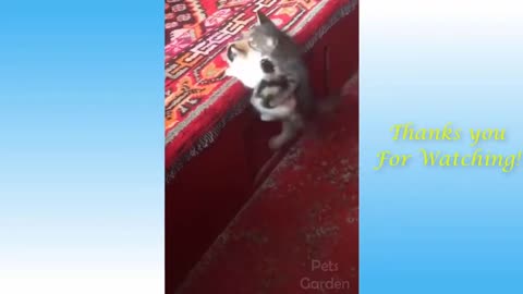 FUNNY ANİMALS AND CUTE PETS COMPİLATİON