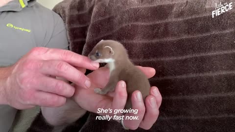 Tiny Baby Stoat Has The Best Reaction When She Meets Someone Like Her