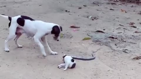Snake Attack dog